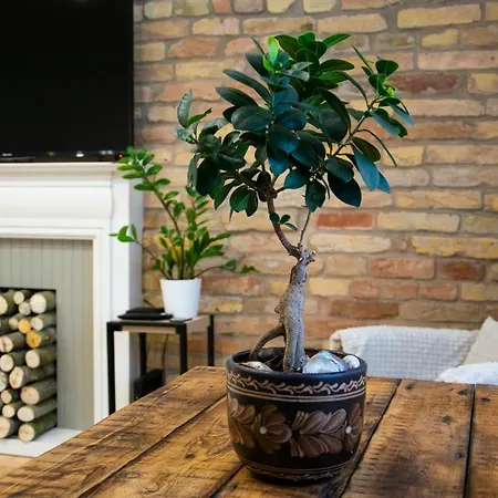 Season One * Segedin